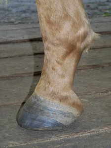 Lev� zadn� ( 03.10.2007 )