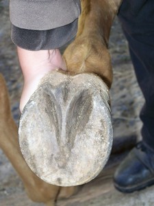 Prav� p�edn� ( 03.10.2007 )