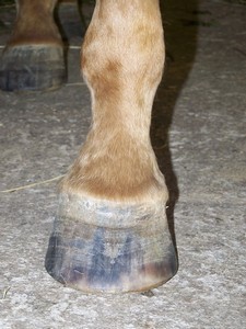 Prav� p�edn� ( 03.10.2007 )