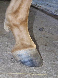 Prav� p�edn� ( 03.10.2007 )