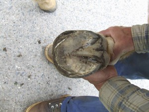 po vystrouh�n� od Stanislava Blechy (02.05.2008)