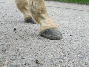 po vystrouh�n� od Stanislava Blechy (02.05.2008)