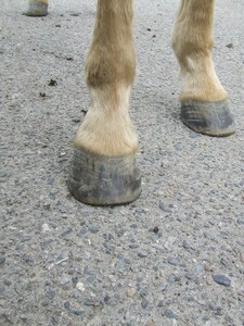 po vystrouh�n� od Stanislava Blechy (02.05.2008)