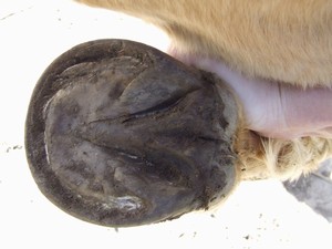 prav� p�edn� p�ed strouh�n�m