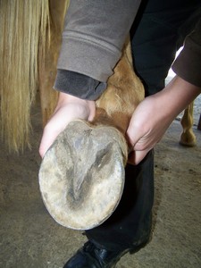 Prav� zadn� ( 03.10.2007 )