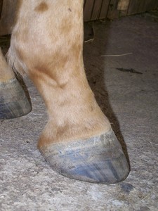 Prav� zadn� ( 03.10.2007 )