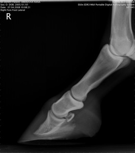 RTG Prav� p�edn� (07.04.2008)