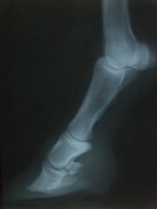 Lev� p�edn� 19.3.20009